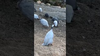 Female guinea fowl call. Beautiful lavender girl