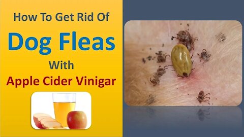 How To Get Rid Of Dog Fleas Using Apple Cider Vinegar