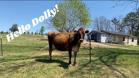 Hello Dolly!