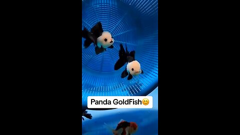 Panda Goldfish