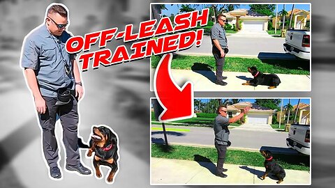 Rottweiler Puppy Off-Leash Trained!