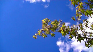 IECV TLV #28 - 👀 Maple Leaf In The Time Lapse ☁☁ 4-28-2019