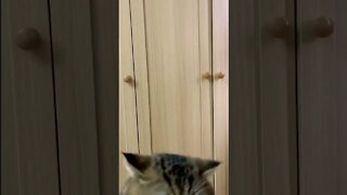 FUNNY CUTE KITTEN - Tiktok Compiled #Shorts