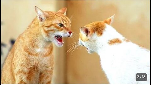 Funny Cats Arguing - Cats Talking To Each Other Compilation