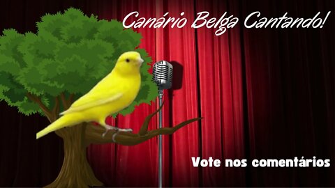 Qual canário canta mais? Qual sua preferência?