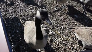 Geese and Ducks. Kennewick WA. March 2022. JOURNAL 70