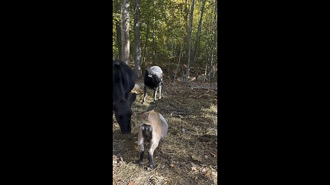 Meet “BOOGER” Our Miniture Zebu Bull 🐂 #bull #zebu #farm #homestead Chamberlin Family Farms