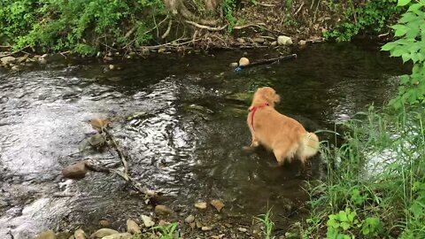 Golden retriever taking a morning dip in the creek