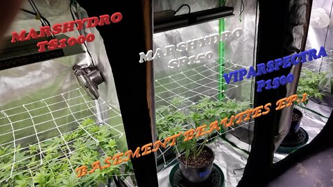 "Basement Beauties!" Ep.1 #MarsHydro #Viparspectra 👽 #NorthGenetics 🍍 #SevenLeafGenetics 👀💃🏼💃🏾💃