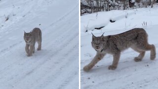 Extreme close-up footage of wild Alberta lynx casually walking by