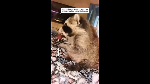 An orphaned racoon was adopted by a kind hearted woman❤😍