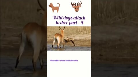 wild dogs attacks to deer part - 4