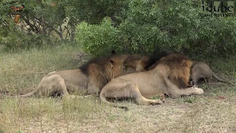 Four Lions Caught A Male Impala | African Safari Sighting