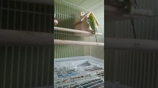 Budgies You're My Mate 💝💞 #shorts #youtubeshorts #animallover #funny #budgies #birds