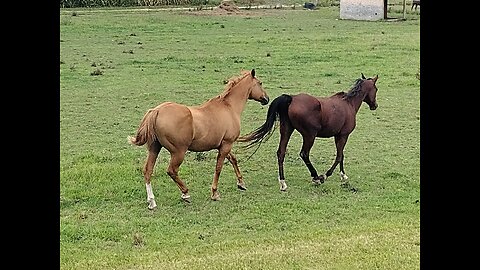 The Most Beautiful Horses in Upstate NY! 'WalkinAndTalkinAcrossAmerica'