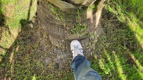 Giant Oregon Sabal Palmetto after winter.