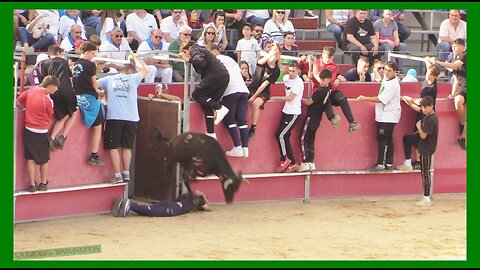 CASETAS ( ZARAGOZA ) TARDE VACAS Y BECERROS PLAZA ( LUNES 8 MAYO 2023 ) GANAD.TORREANA Y EL ANCLA