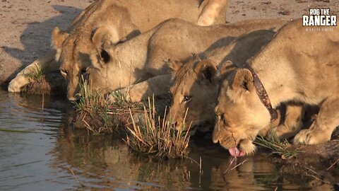 Daughters Of The Mapogo Lions - Rebuilding The Othawa Pride - 141: Around A Fallen Buffalo