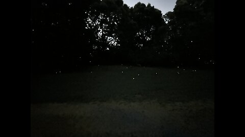 Fireflies / Lightning bugs