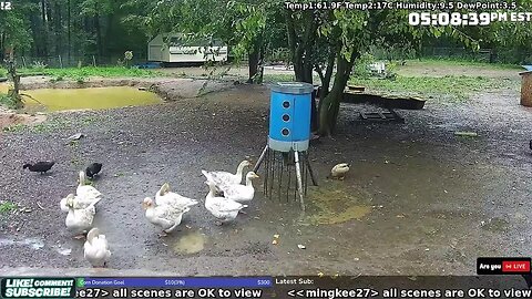 The Internet's Gander, Duck and Chicken Cam! Live 24/7!