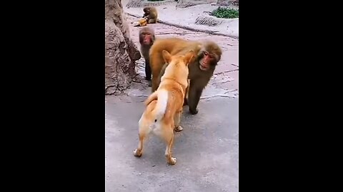 Dog vs monkey fight too funny