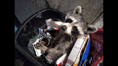 Dr Samson Raccoon explains 024...Skating On Thin Ice