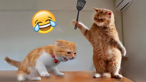 Aww Cute Cats Videos #catmeow Funny Animals Compilation😹 Try Not To Laugh Challenge