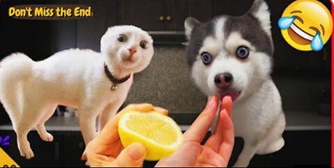 Funniest Animals 😄 New Funny Cats and Dogs Videos 😹🐶 - Part 1