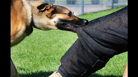 Self defense against dogs attack