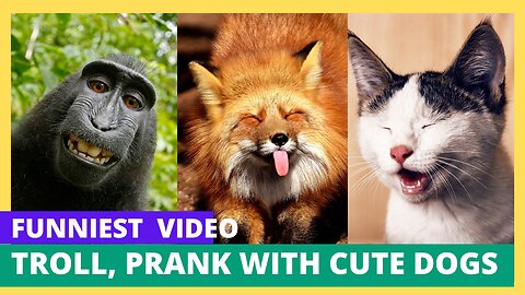 Funny troll prank cute dog cat videos