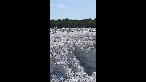 Black Skimmer and Seagullibles Only on Gullible’s Island #BlackSkimmer #Seagull #AprilFools #FYP