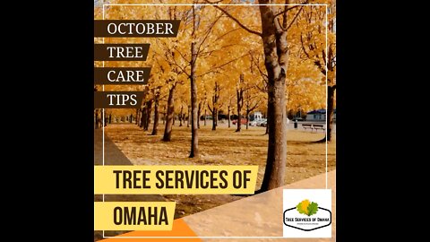 Tree Services of Omaha - October Tree Care