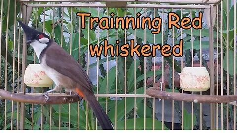 Training a Red-whiskered Bulbul Bird to Sing