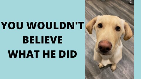 You wouldn't believe what this cute Lab did...