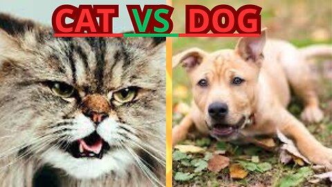 Cute and Funny Animal Video😂|| Funniest Viral Puppy Cat clips😹|| #shorts video #funny animals #cats