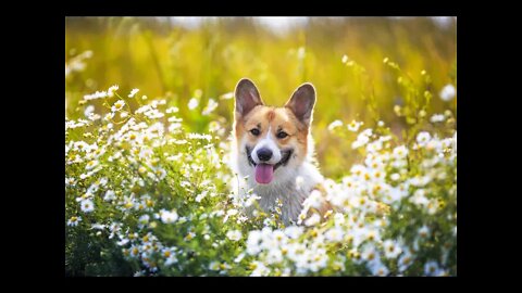 4 ervas calmantes para Cães | Dr. Edgard Gomes | Alimentação natural para Cães