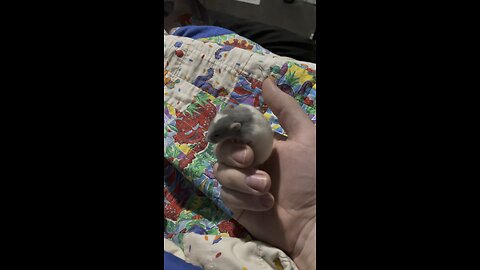 Cute baby rat!