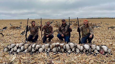 GOOSE LIMIT: Corn Field Goose Hunting, Western Manitoba, Canada