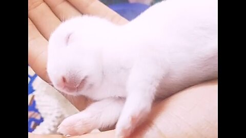 Cute Baby Bunnies 🐇Cute Rabbits😘😘