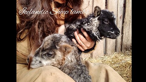 Icelandic Sheep lambs (video short)