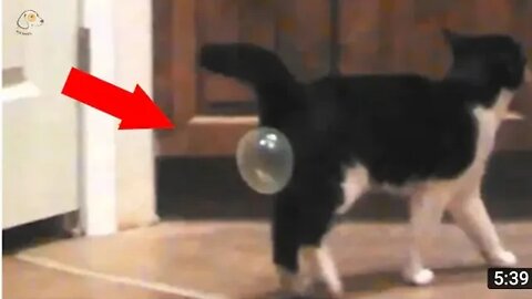 AWW SO FUNNY😂😂 Super Dogs And Cats Reaction Videos #17