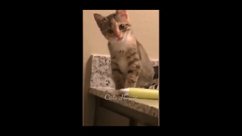 Funny Cats