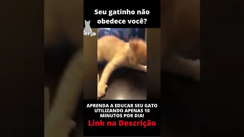 Tente não Rir - Gatinho Engraçado #shorts