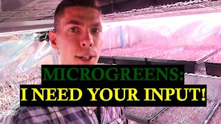 Microgreens: I Need Your Input!