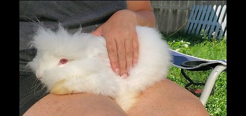 Grooming one of my English angora rabbits