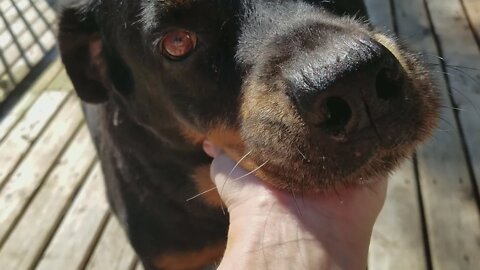 Rottweiler Loving Pets 😍💖 #rottweiler