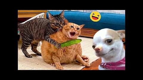 Funny Dogs And Cats Videos 2024 😅 - Best Funniest Animal Videos Of The week