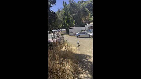 Peacock harassment