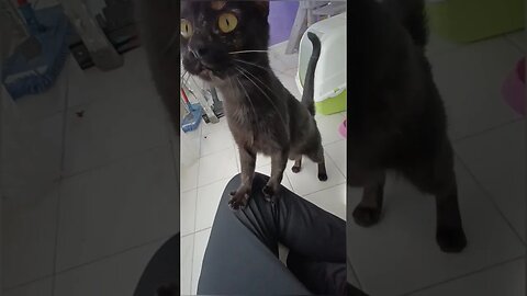 video dei gatti divertenti