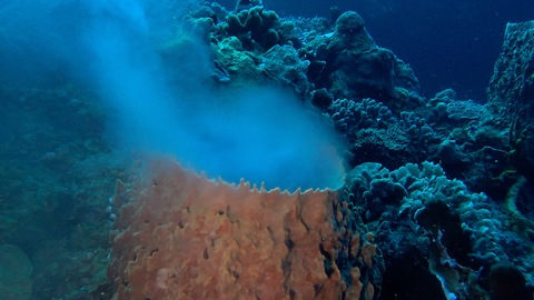 Witnessing Barrel Sponge Spawning, Sexual Reproduction Frenezie in Cozumel, Mexico